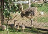 Ostrich's farm of 
